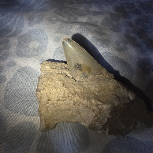 Dente fossile odontoceto - fossile,