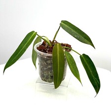 Philodendron Spiritus Sancti +