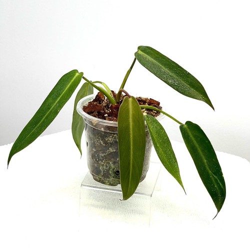 Philodendron spiritus sancti - spiritus,