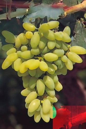 Uva pizzutello bianco pianta - bianco,