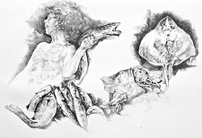 Renzo VESPIGNANI "La Ninetta