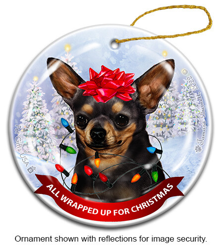 Chihuahua capelli lisci tutti