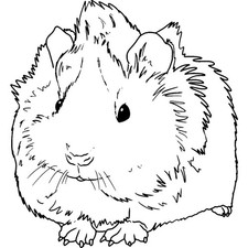 Timbro in gomma non montato