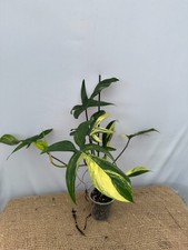 Philodendron  FLORIDA  BEAUTY Exact Plant 04 .08.10