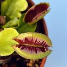 Dionea Fused Teeth – 10 Semi