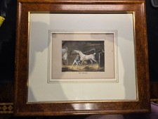 Tre stampe antiche cavalli