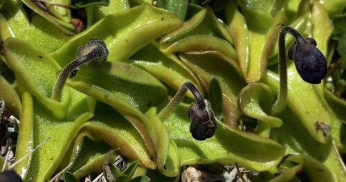 Pinguicula leptoceras pianta - pinguicula,