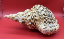 Grande tromba tritone Charonia