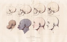 Frenologia Cranio Testa Scheletro Umani Acciaio Incisione Guerin-Meneville 1838