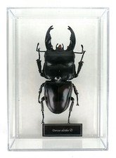 DORCUS ALCIDES - TASSIDERMIA - INSETTO - IN PLASTICA - CON TECA - 12 CM