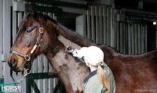 TOSATRICE CAVALLO CAVALLI