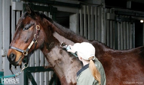 Tosatrice cavallo cavalli - cavallo,