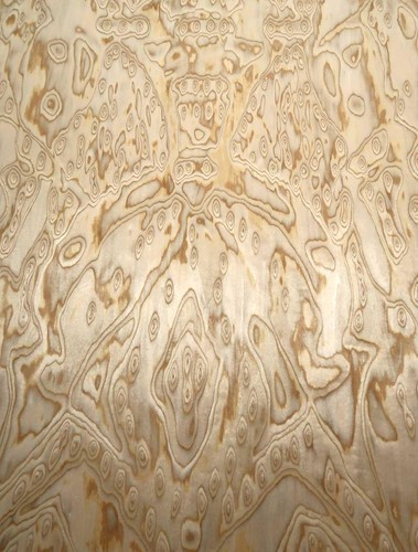 Furnier legno radice di - in,