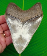 DENTE DI SQUALO MEGALODONTE