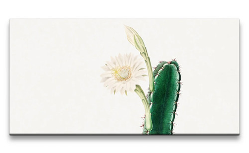 120x60cm remaster fiore cactus - remaster,