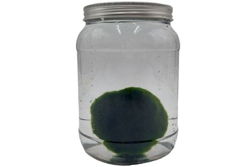 Pianta marimo cladophora - pianta, in