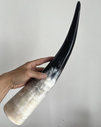 Unico corno mucca lungo - unico, di