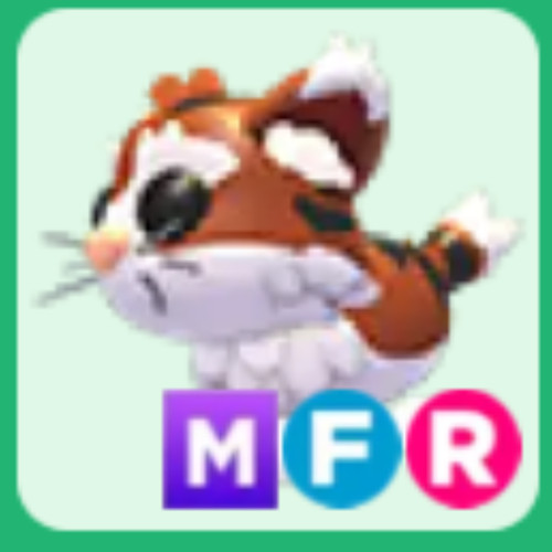 Gatto munchkin nfr mfr - nfr, |