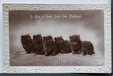 Vecchia Cartolina 1927 Blackpool Sei Gattini Carini