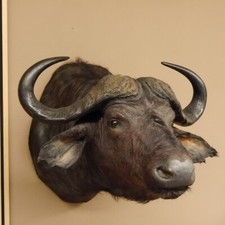 Kaffernbüffel Bufalo B 85 CM Testa Preparato Preparazione Corna Trofeo Sw 43