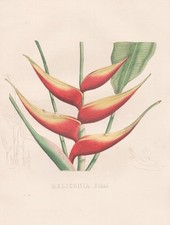 Heliconia Bihai Puerto Rico