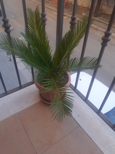 Pianta cicas - pianta,