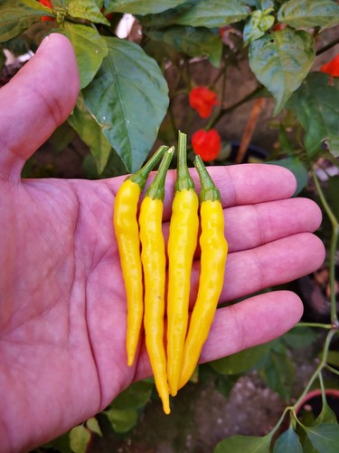 Semi cedrino hot - semi,
