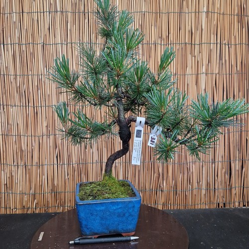 Bonsai pino pentaphilla h - pino,