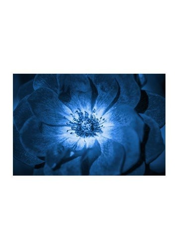 Poster fiore blu - poster,