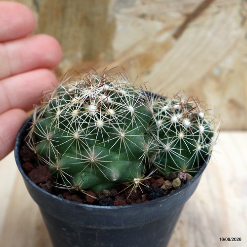 Coryphantha nickelsae vaso - coryphantha,