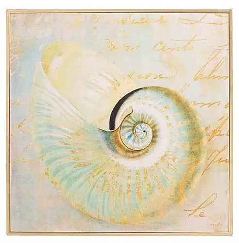 Conchiglia nautilus costiera - conchiglia,
