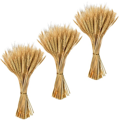 300 pezzi spighe - di, grano