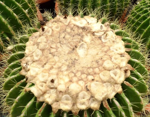 Echinocactus grusonii - , cv