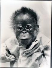 Foto vintage Scimmietta con il pigiama Ft 35408 - Stampa 30x34 cm