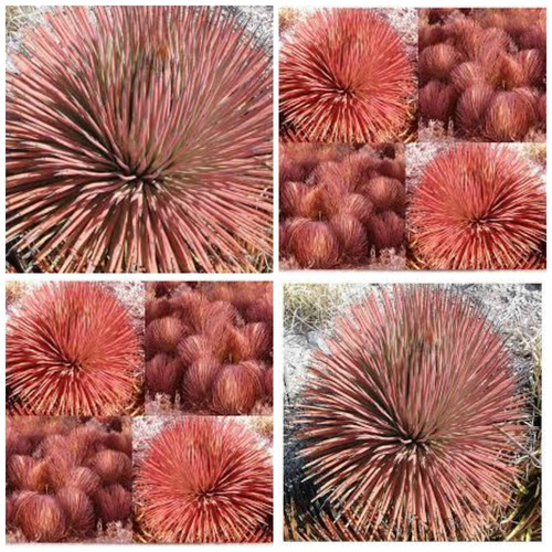 Semi agave stricta - di,