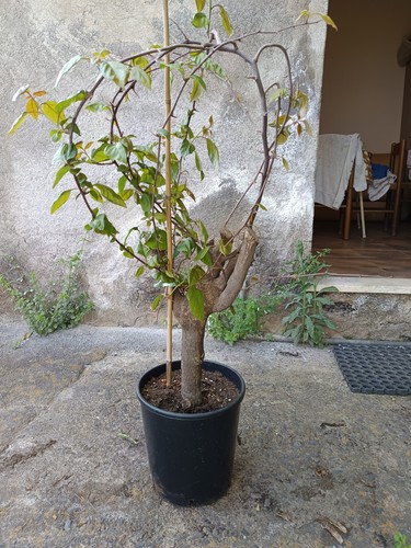 Bougainvillea bonsai vaso 20 - bougainvillea,