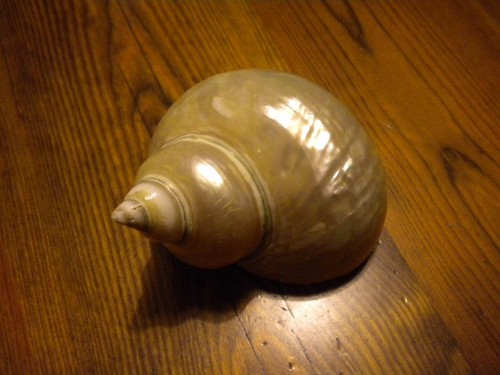 Conchiglia bianco madreperla