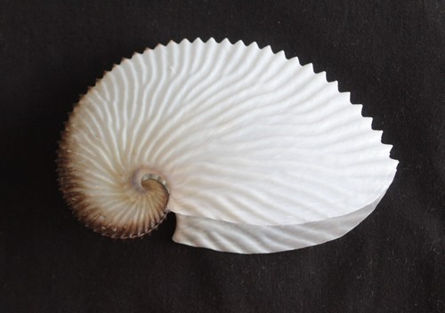 Paper argonaut seashell - argonaut, 'seashell