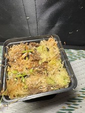 Nepenthes (lowii x veitchii) x