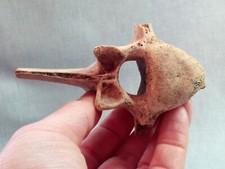 LOTTO 30 ossa grandi 1° VORTICE PETTORALE di EQUUS fossile Pleistocene (Italia)