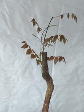 Bonsai di Glicine 52x17cm In
