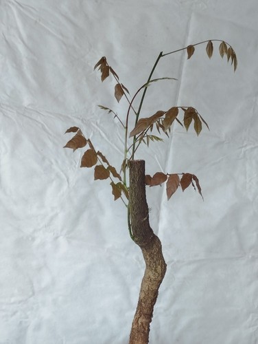 Bonsai glicine 52x17cm - bonsai,