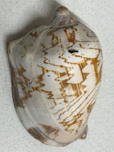 Conchiglia voluta nobilis - conchiglia,