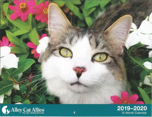 Calendario parete 2019 2020 - da,