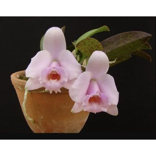 Miniatura orchidea cattleya - orchidea,