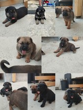 cuccioli di corso e pastore