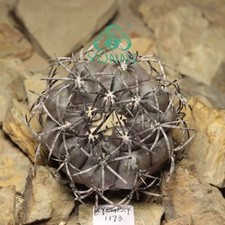 Pianta rara 6,6 cm cactus