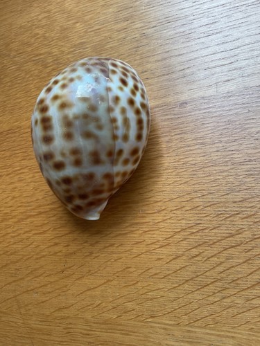 Cochiglia ciprea rara - cochiglia,