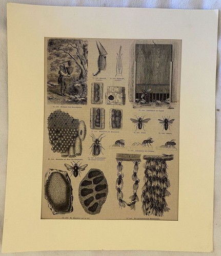 Apicoltura alveare hive 1875 - apicoltura,