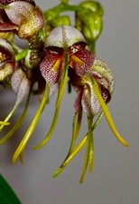 Masdevallia Species 'Ovo Avis' pianta fiorita orchidea orchidee Dracula